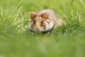 European hamster (Cricetus cricetus) in a meadow