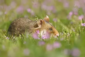 European hamster (Cricetus cricetus) in a meadow