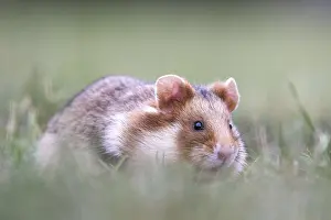 European hamster (Cricetus cricetus) in a meadow