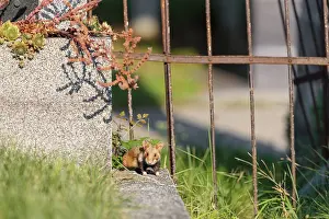 A European hamster (Cricetus cricetus) runs across graves in search for food