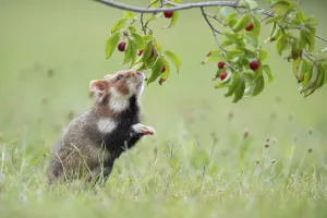 European hamster ( Cricetus cricetus) sniffing the deadly nightshade