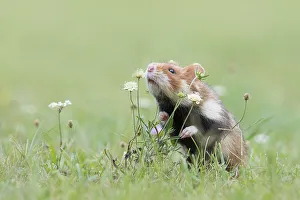 European hamster (Cricetus cricetus) sniffs a plant