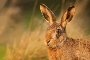 European hare, european hares (Lepus europaeus)