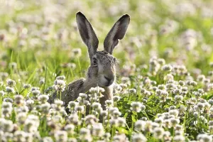 European hare (Lepus europaeus)