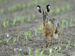 European hare (Lepus europaeus)
