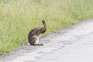 European hare (Lepus europaeus)