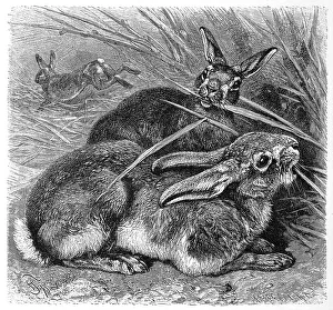 European hare (Lepus europaeus)