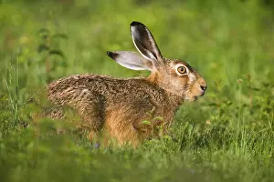European Hare (Lepus europaeus)