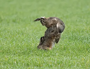 European hare (Lepus europaeus)