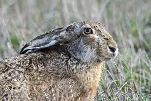 European hare (Lepus europaeus)