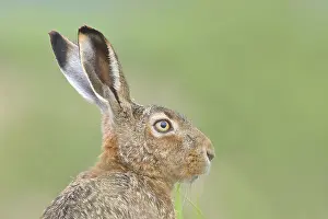 European hare (Lepus europaeus)