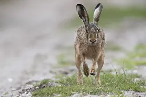 European hare (Lepus europaeus)