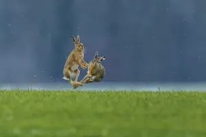 European hare (Lepus europaeus)