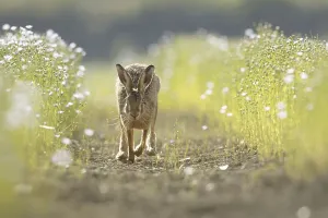 European hare (Lepus europaeus)