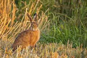European hare (Lepus europaeus)