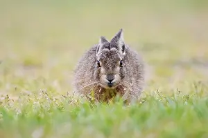 European hare (Lepus europaeus)