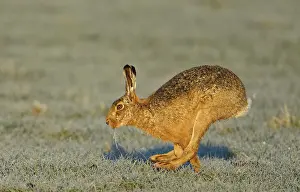 European hare (Lepus europaeus)
