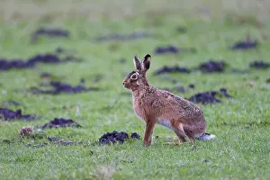 European hare (Lepus europaeus)