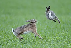 European hare (Lepus europaeus)