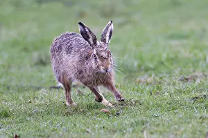 European hare (Lepus europaeus)