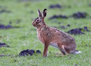 European hare (Lepus europaeus)