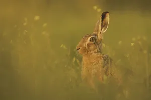 European Hare (Lepus europaeus) adult
