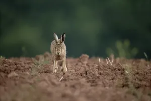 European Hare (Lepus europaeus) adult