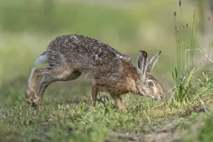European hare (Lepus europaeus) Brown hare in motion hopping in a meadow