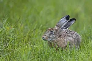 European hare (Lepus europaeus) in its first year of life