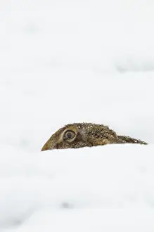 European hare, Lepus europaeus, Germany