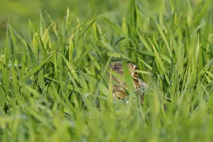 European hare, Lepus europaeus, Germany