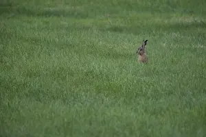 European hare (Lepus europaeus) in a meadow