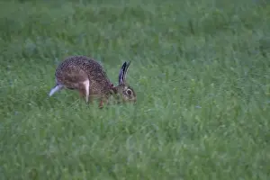 European hare (Lepus europaeus) in a meadow