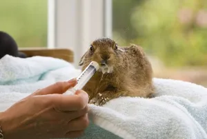 European Hare (Lepus europaeus) orphaned leveret