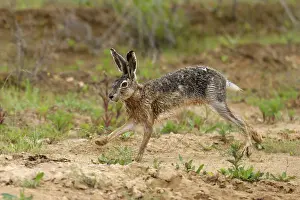 European hare (Lepus europaeus) running on a field path