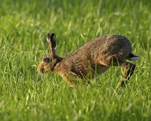 European hare (Lepus europaeus) running across a green meadow