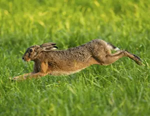 European hare (Lepus europaeus) running across a green meadow