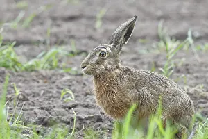 European hare (Lepus europaeus) sitting on a freshly harrowed field