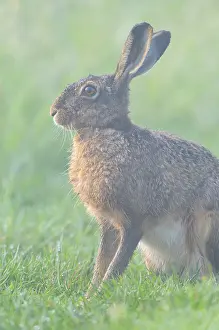 European hare (Lepus europaeus) sitting in a meadow