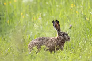 European hare (Lepus europaeus) in tall grass