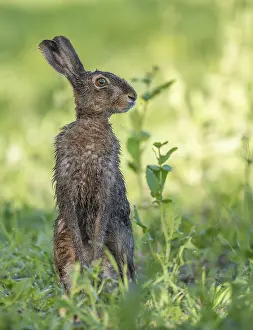 European hare (Lepus europaeus) with wet fur standing in a field