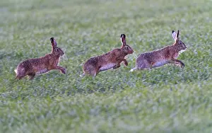 Framed Print : European hare, pursuit (Lepus europaeus) Framed Print : European hare, pursuit (Lepus europaeus)