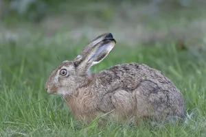 European hares (Lepus europaeus) feeds exclusively on plant food (European hare)