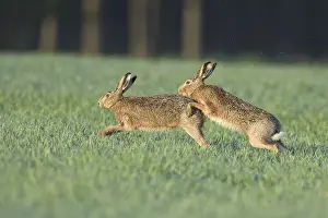 Two European hares (Lepus europaeus) in the field