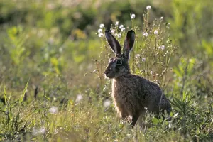 European hares (Lepus europaeus) have many predators