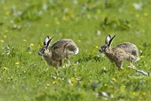 Two European hares (Lepus europaeus) run over meadow