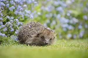 European hedgehog (Erinaceus europaeus)