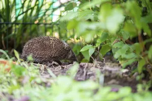 European hedgehog (Erinaceus europaeus)