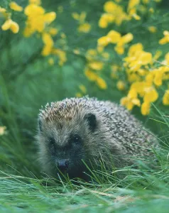 European Hedgehog (Erinaceus europaeus)