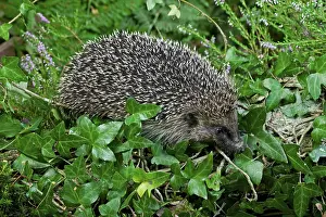 European Hedgehog (erinaceus europaeus)